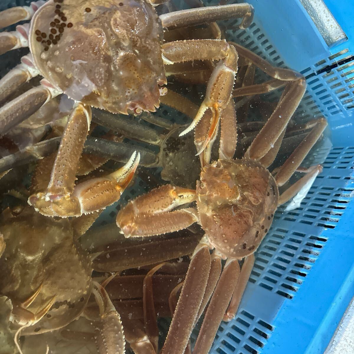 山陰境港産　特大サイズ若松葉ガニ　1尾800gup 2尾からのご購入お願いします。商品説明欄良くお読み下さい。_3