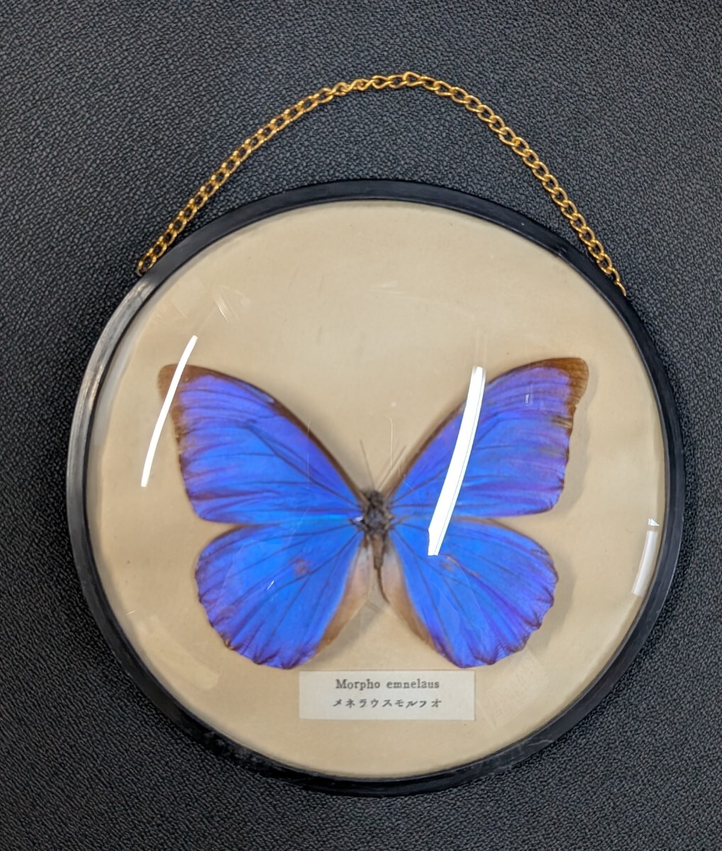 標本 モルフォ蝶 メネラウスモルフォ Morpho menelaus 額装 昆虫標本