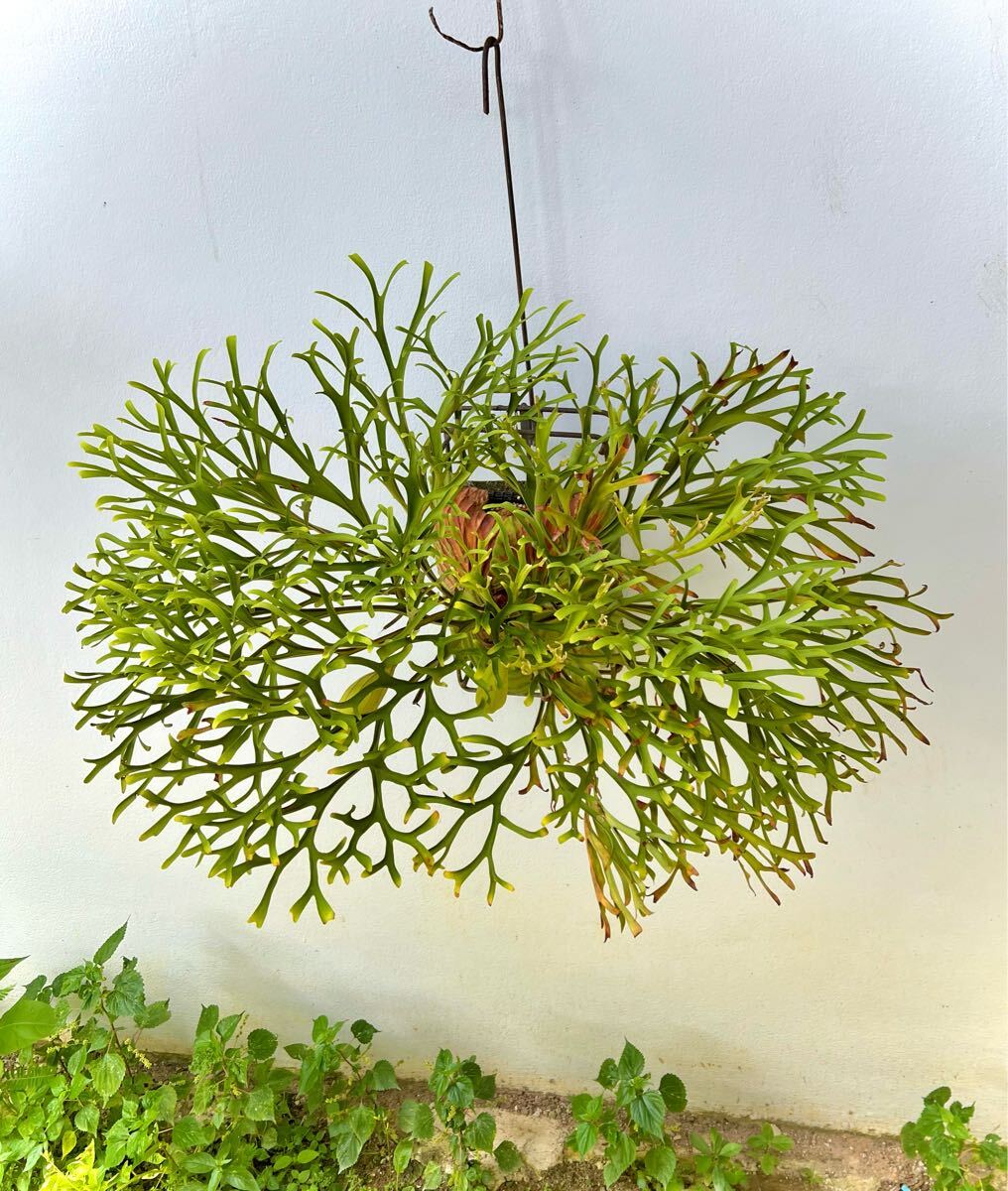 P. ridleyi 'Pakarang' リドレイ【vandaka】ビカクシダ パカラン