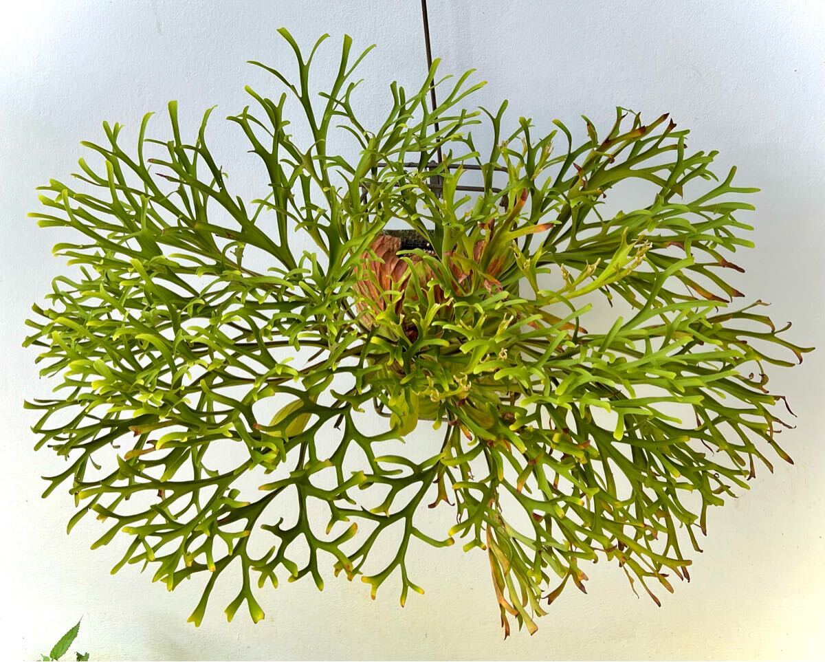 P. ridleyi 'Pakarang' リドレイ【vandaka】ビカクシダ パカラン
