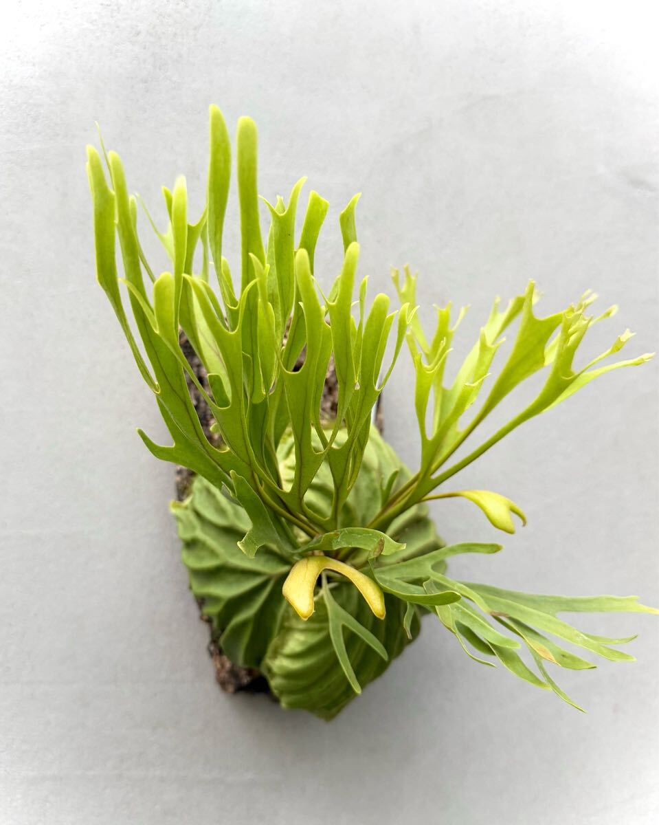 P. ridleyi 'Pakarang' リドレイ【vandaka】ビカクシダ パカラン