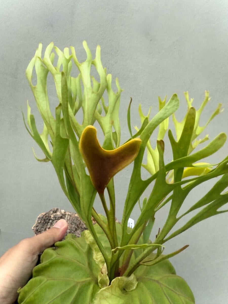 P. ridleyi 'Pakarang' リドレイ【vandaka】ビカクシダ パカラン