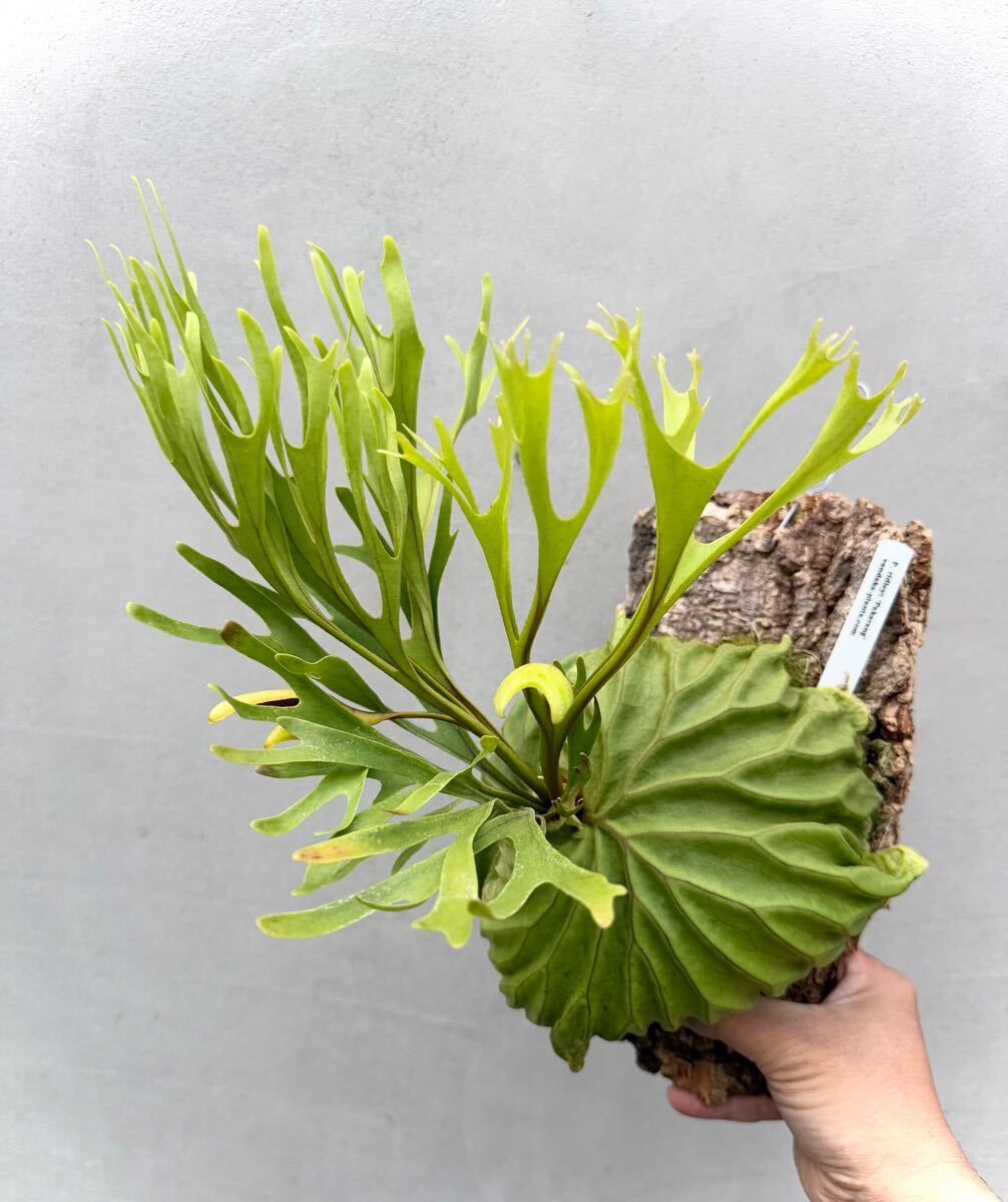 P. ridleyi 'Pakarang' リドレイ【vandaka】ビカクシダ パカラン