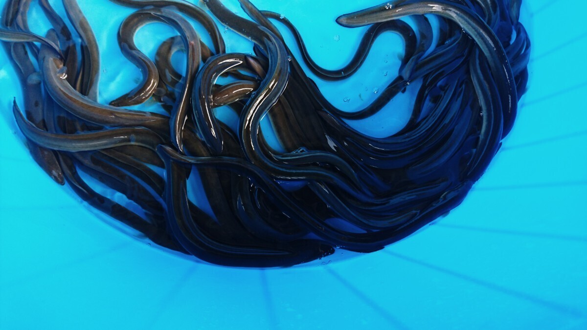 うなぎ　岡山産活うなぎ　30cmくらい　１キロあたり10匹から15匹平均_1