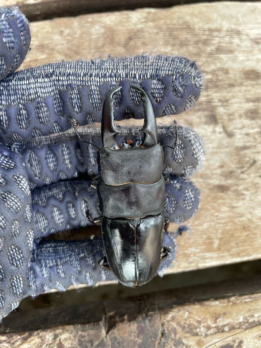 佐賀県産 天然物 WD バケヒラ ジャンヒラ 超大型ヒラタクワガタ ペア