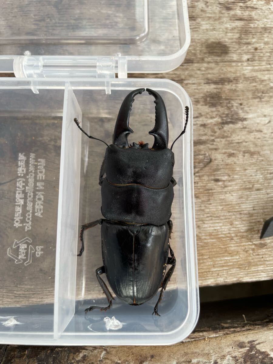 佐賀県産 天然物 WD バケヒラ ジャンヒラ 超大型ヒラタクワガタ ペア