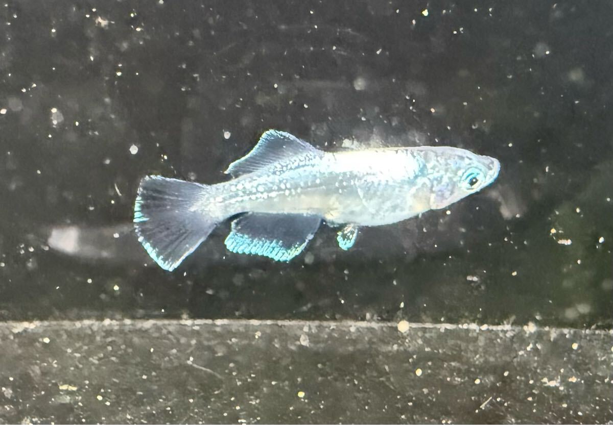 【jkめだか】風鈴 トリオ　jkめだかオリジナル めだか _1