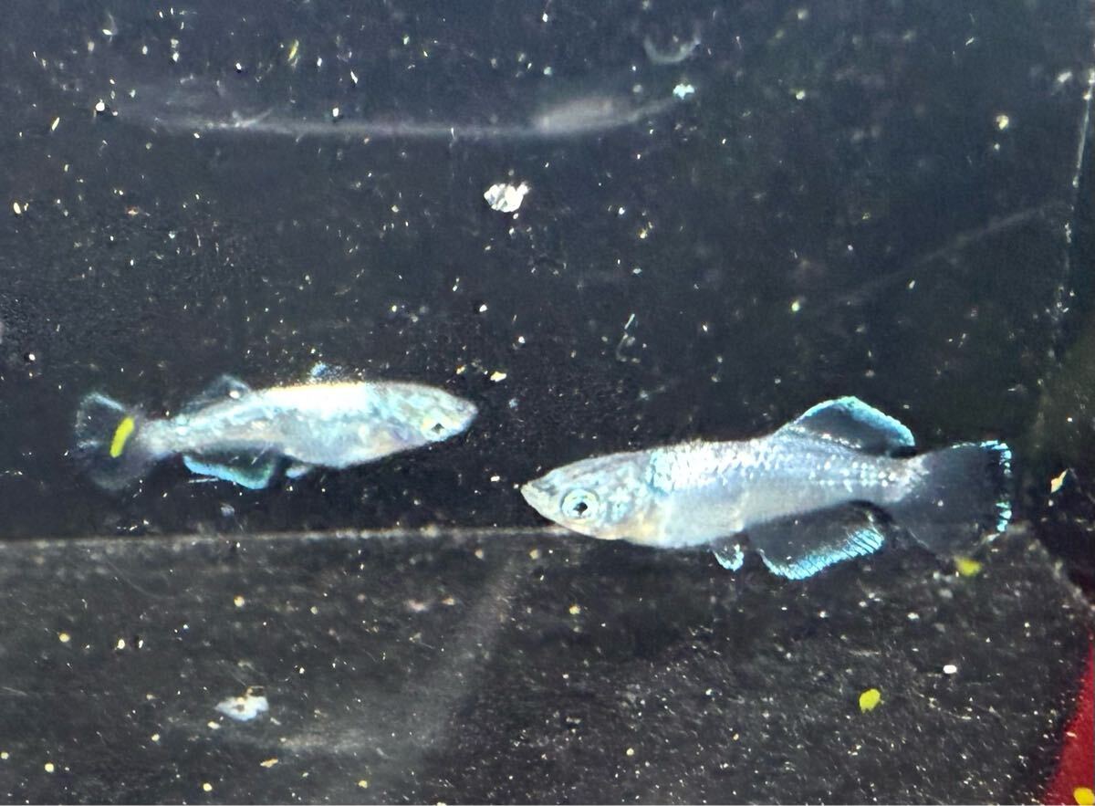 【jkめだか】風鈴 トリオ　jkめだかオリジナル めだか _2