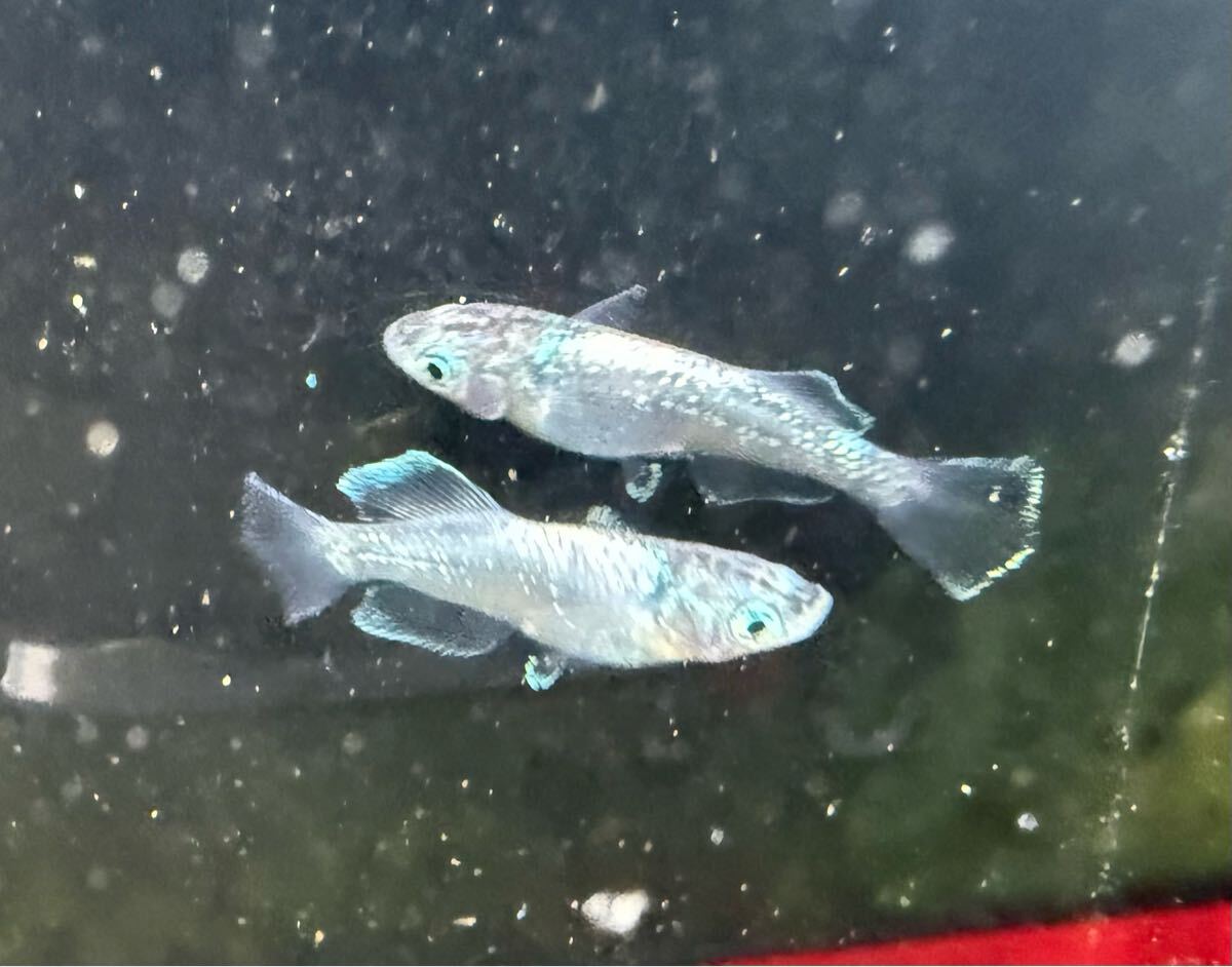 【jkめだか】風鈴 トリオ　jkめだかオリジナル めだか _3