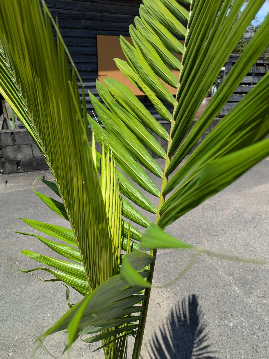 キングパーム高さ180センチ 幹上がり_2