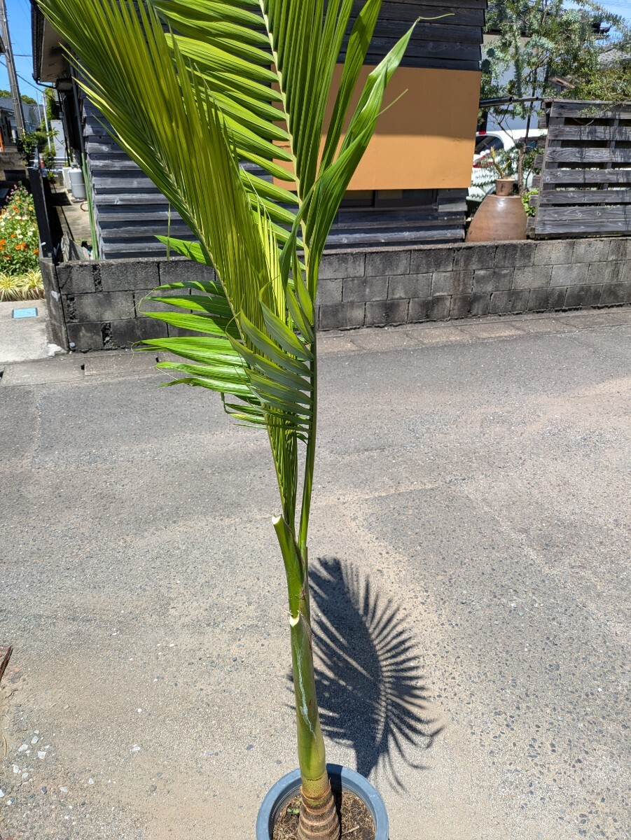 キングパーム高さ180センチ 幹上がり_3