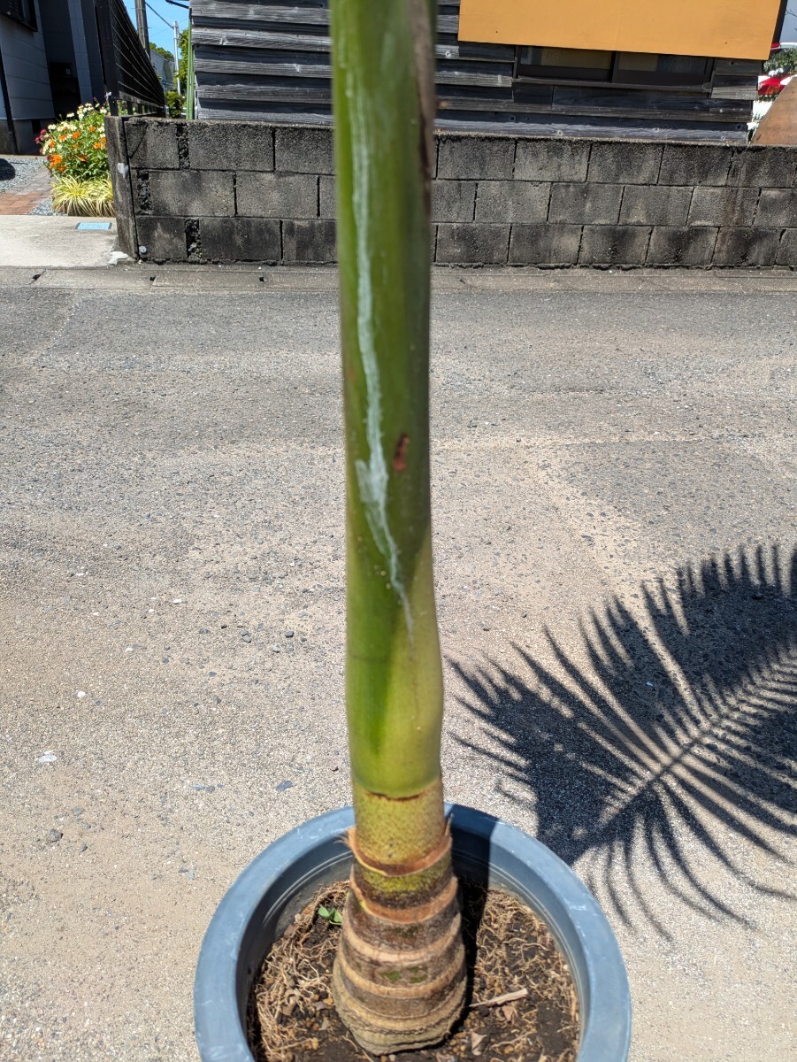 キングパーム高さ180センチ 幹上がり_4