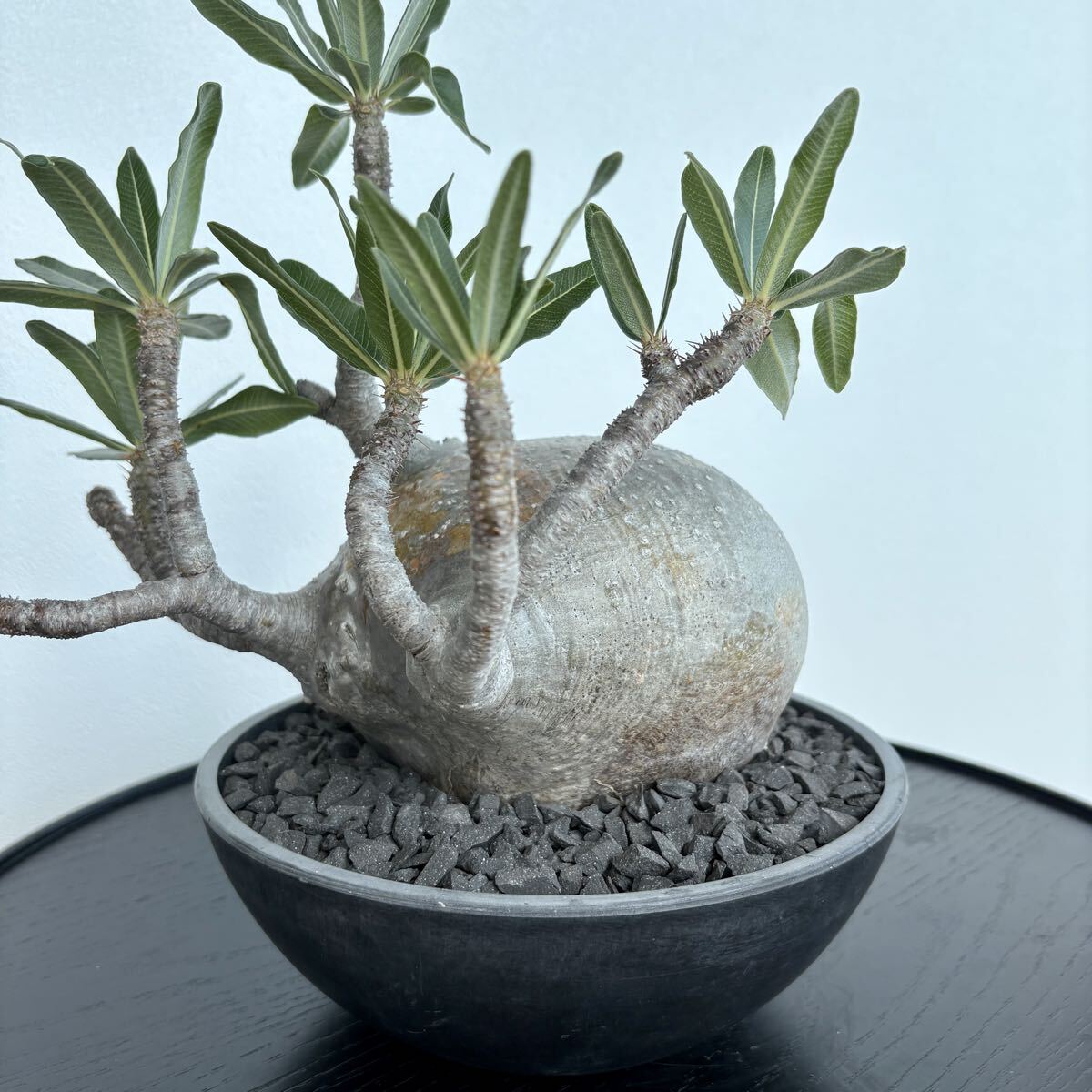 ④1円〜発根済 Pachypodium Gracilius パキポディウム グラキリス / まんまる 偏平 現地株 多肉植物 コーデックス 塊根植物 コレクション株_1