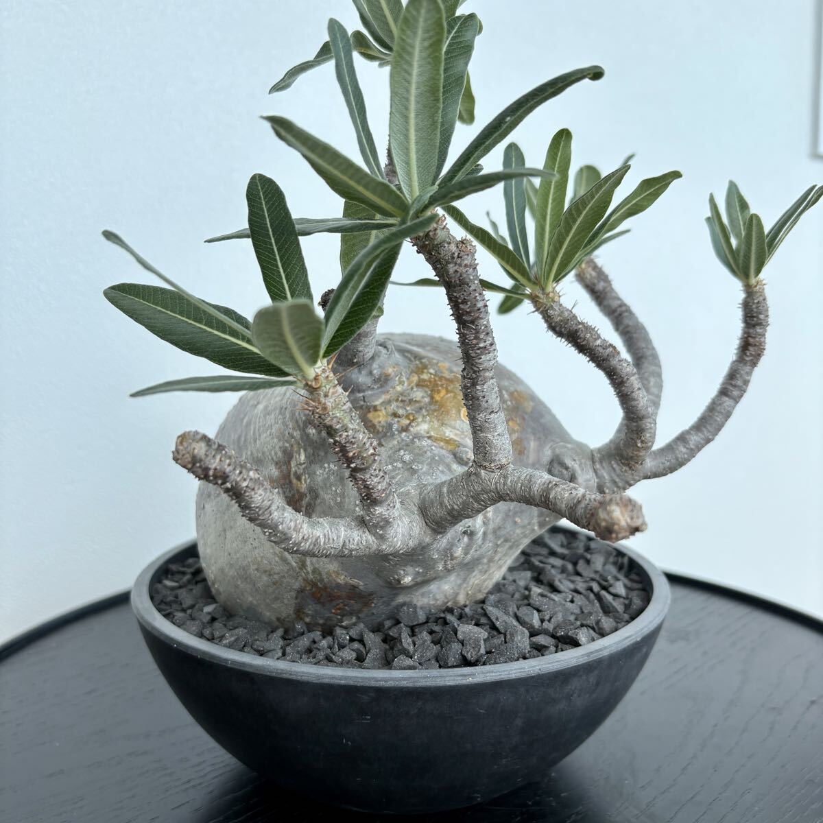 ④1円〜発根済 Pachypodium Gracilius パキポディウム グラキリス / まんまる 偏平 現地株 多肉植物 コーデックス 塊根植物 コレクション株_2