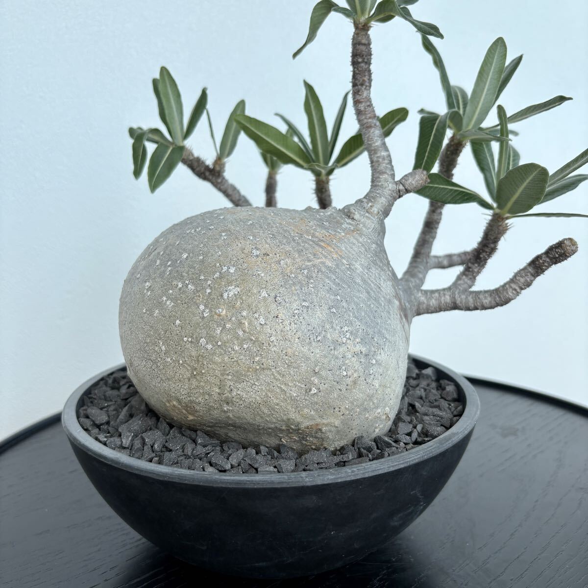 ④1円〜発根済 Pachypodium Gracilius パキポディウム グラキリス / まんまる 偏平 現地株 多肉植物 コーデックス 塊根植物 コレクション株_3