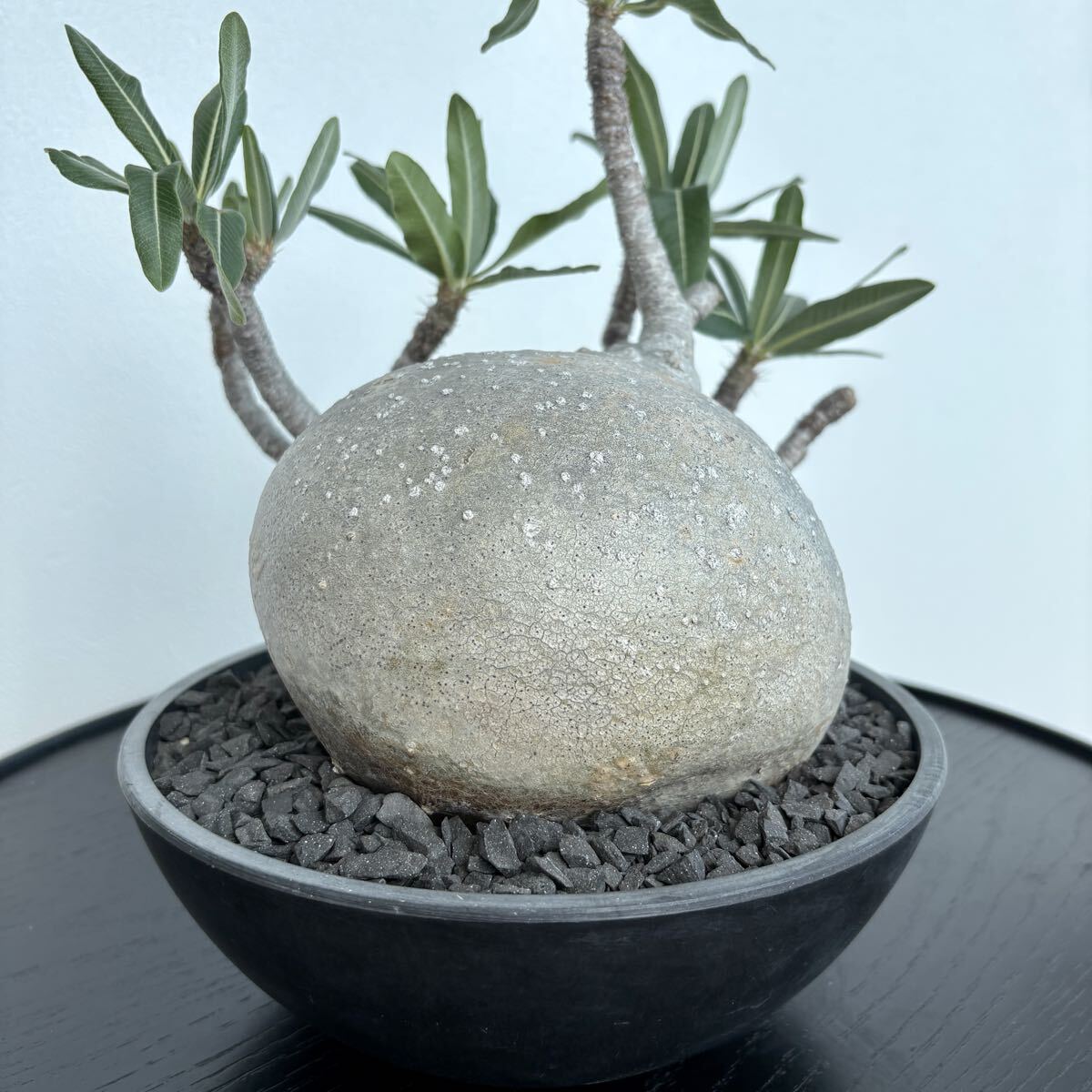 ④1円〜発根済 Pachypodium Gracilius パキポディウム グラキリス / まんまる 偏平 現地株 多肉植物 コーデックス 塊根植物 コレクション株_4