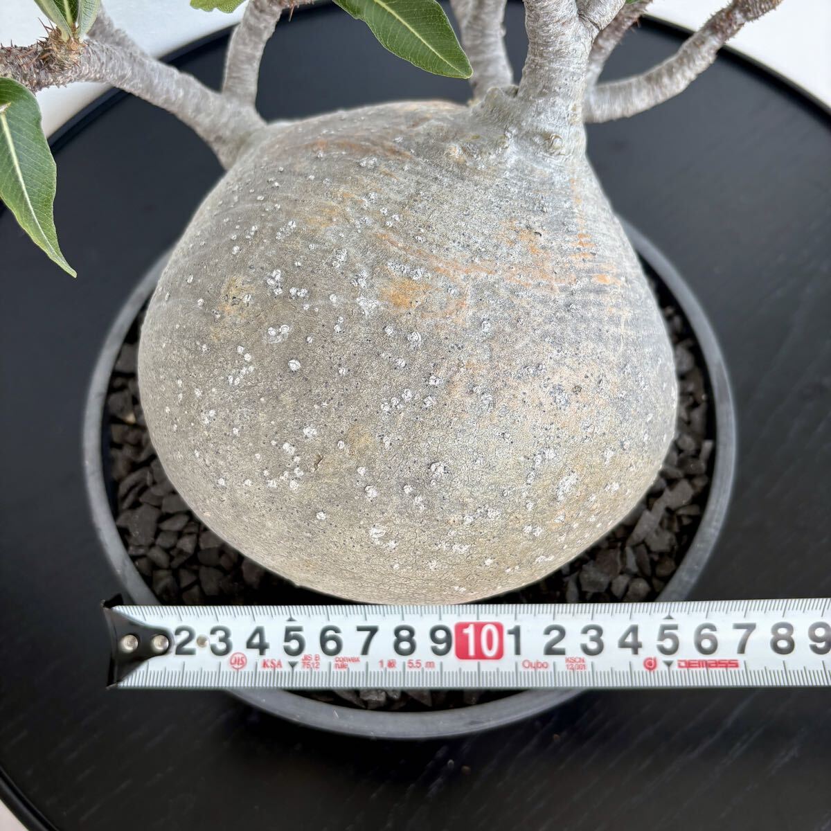 ④1円〜発根済 Pachypodium Gracilius パキポディウム グラキリス / まんまる 偏平 現地株 多肉植物 コーデックス 塊根植物 コレクション株_5