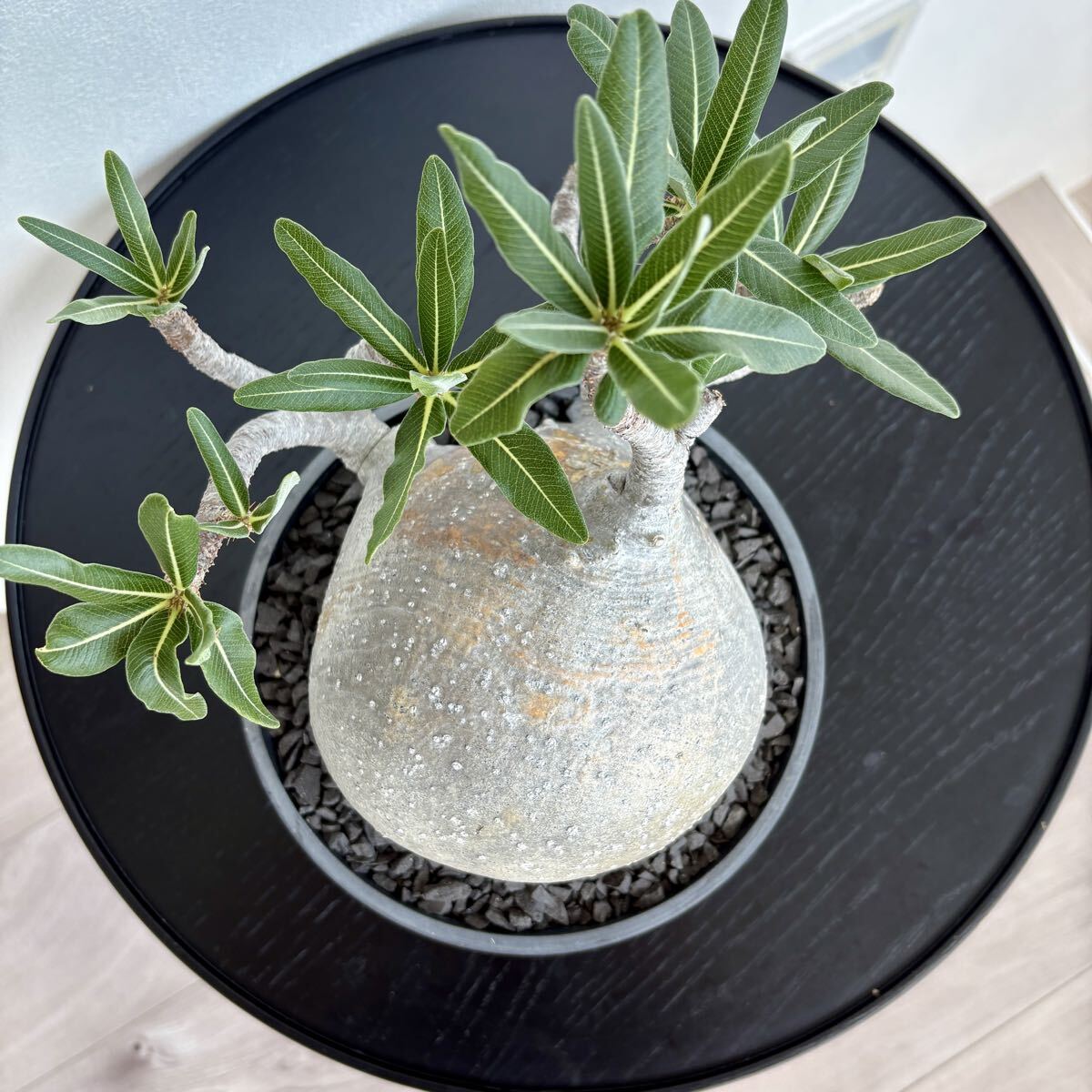 ④1円〜発根済 Pachypodium Gracilius パキポディウム グラキリス / まんまる 偏平 現地株 多肉植物 コーデックス 塊根植物 コレクション株_6