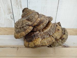 サルノコシカケ 置物の値段と価格推移は？｜7件の売買データから