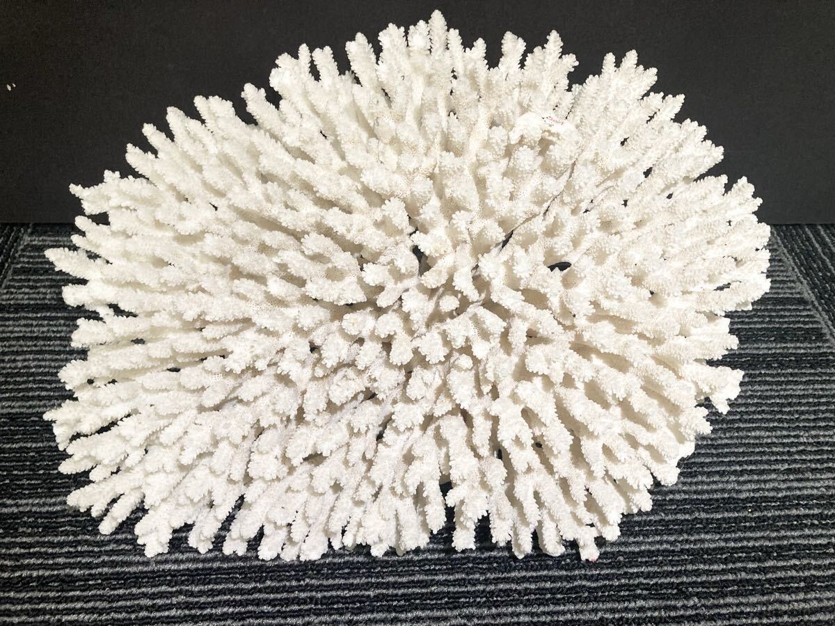 白珊瑚置物の値段と価格推移は？｜2件の売買データから白珊瑚置物の