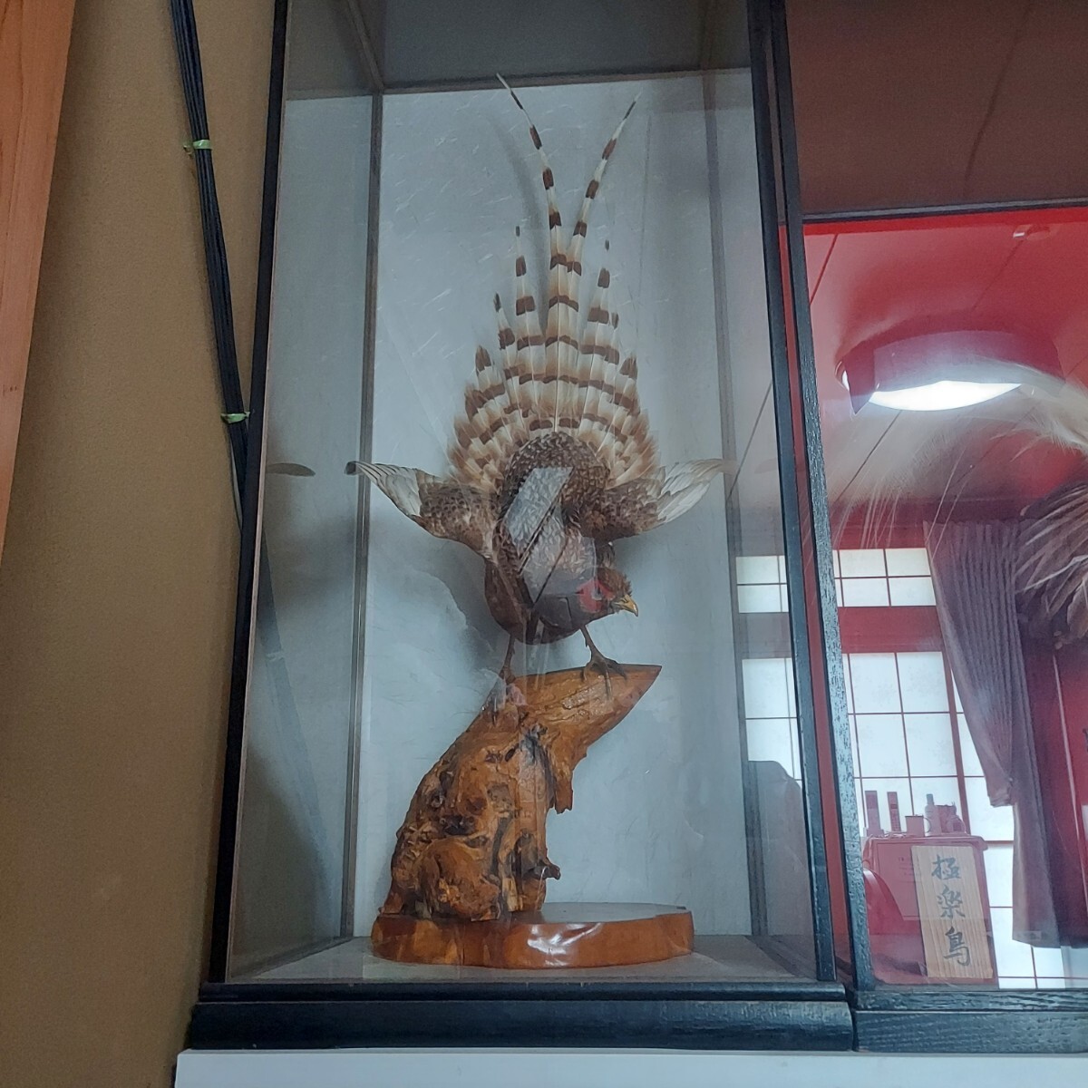 山鳥 剥製の値段と価格推移は？｜1件の売買データから山鳥 剥製の価値