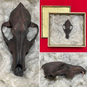 ドクロ 年代物 根付 「ドクロ （髑髏、スカル）とネズミ」 柘植 縁起物