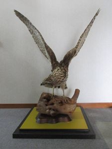 鷹 剥製の値段と価格推移は？｜3件の売買データから鷹 剥製の価値が