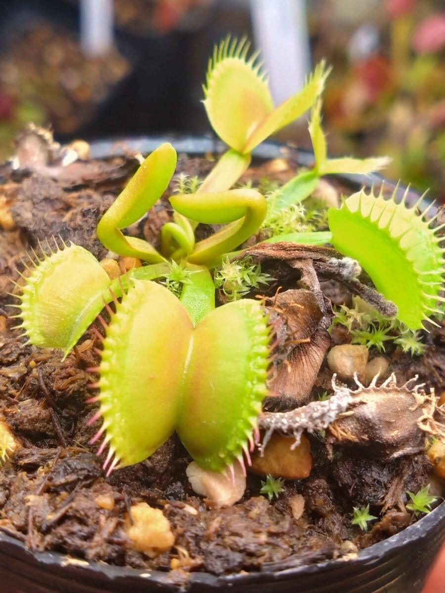 CK Dionaea muscipula CK Monster“ ハエトリソウ ハエトリグサ 食虫