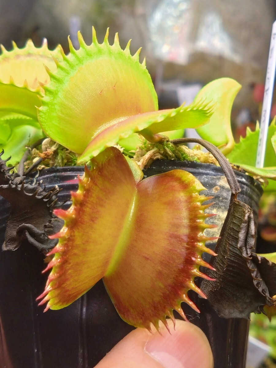 CK Dionaea muscipula CK Monster“ ハエトリソウ ハエトリグサ 食虫