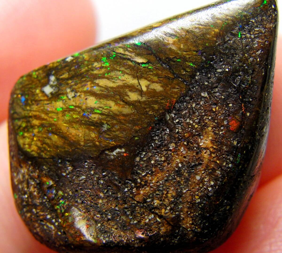 木の化石の値段と価格推移は？｜8件の売買データから木の化石の価値が