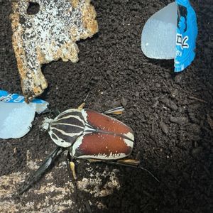 ゴライアスオオツノハナムグリの値段と価格推移は？｜46件の売買データ
