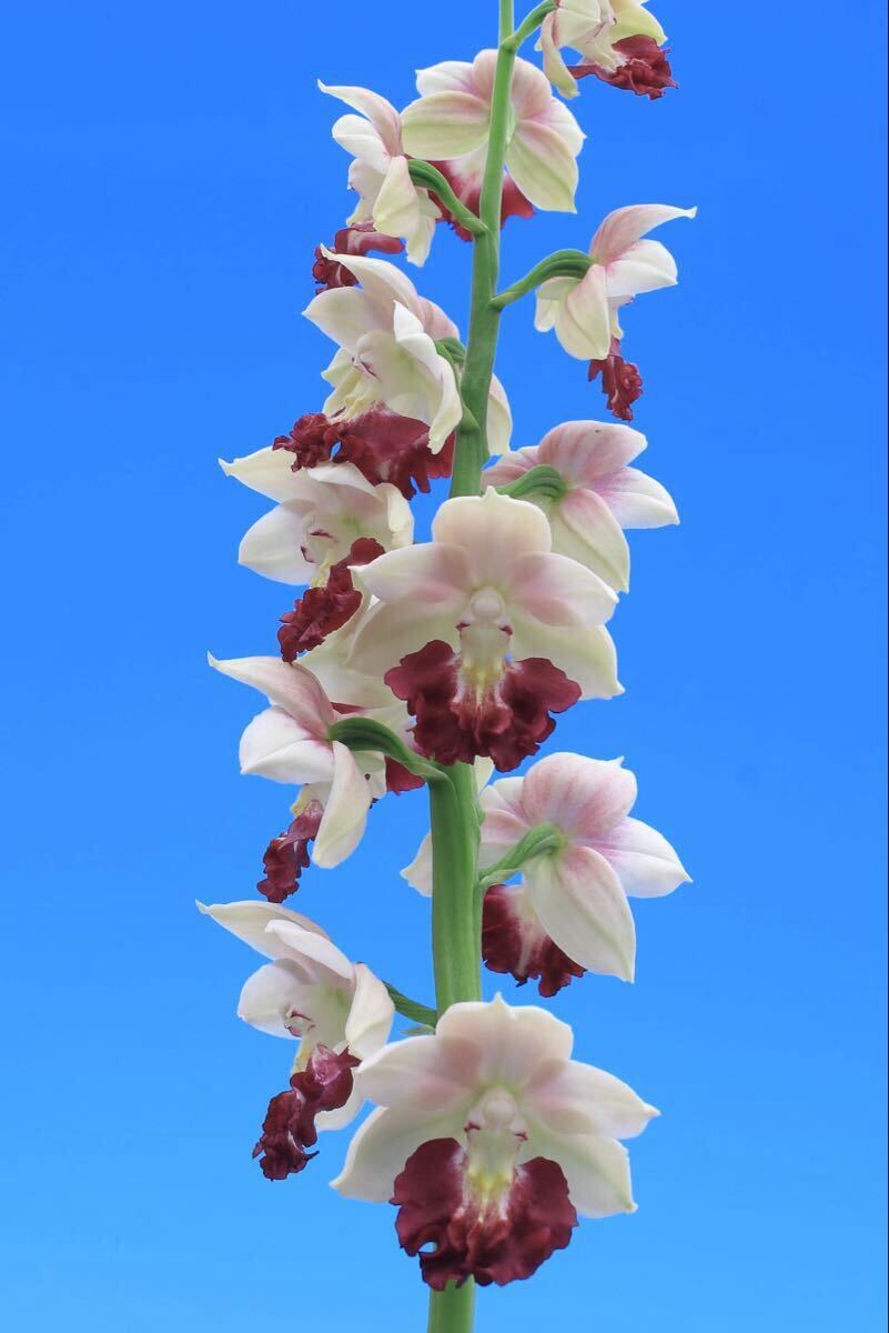 寿峰の値段と価格推移は？｜39件の売買データから寿峰の価値がわかる