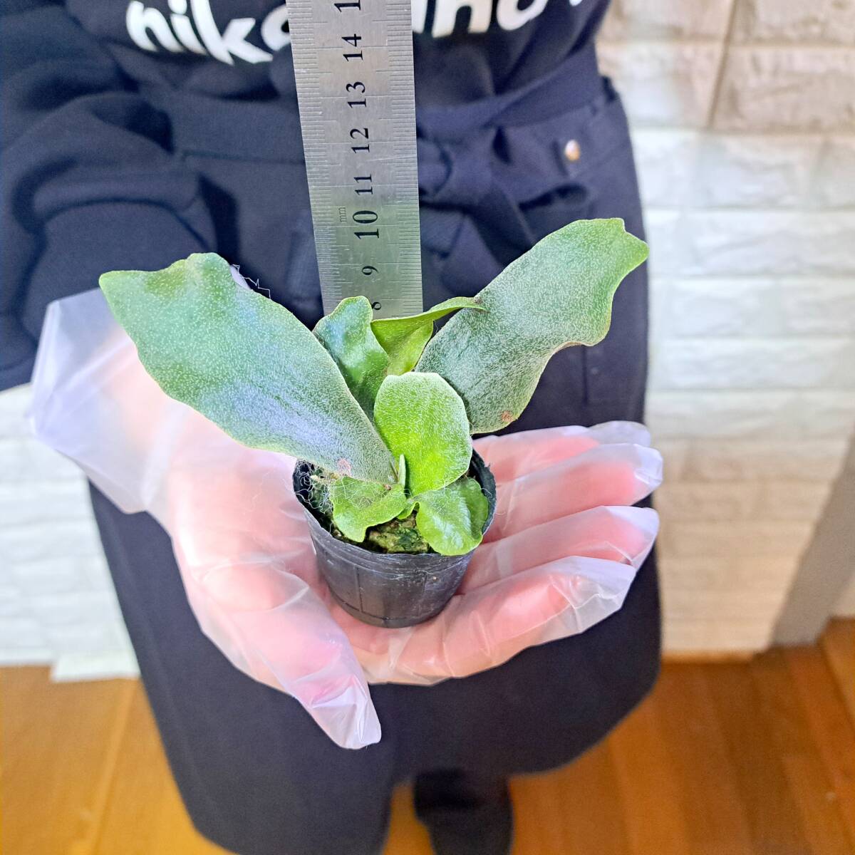 ☆台湾輸入株☆104 ビカクシダ 植物☆Platycerium FSQ 'White Windmill