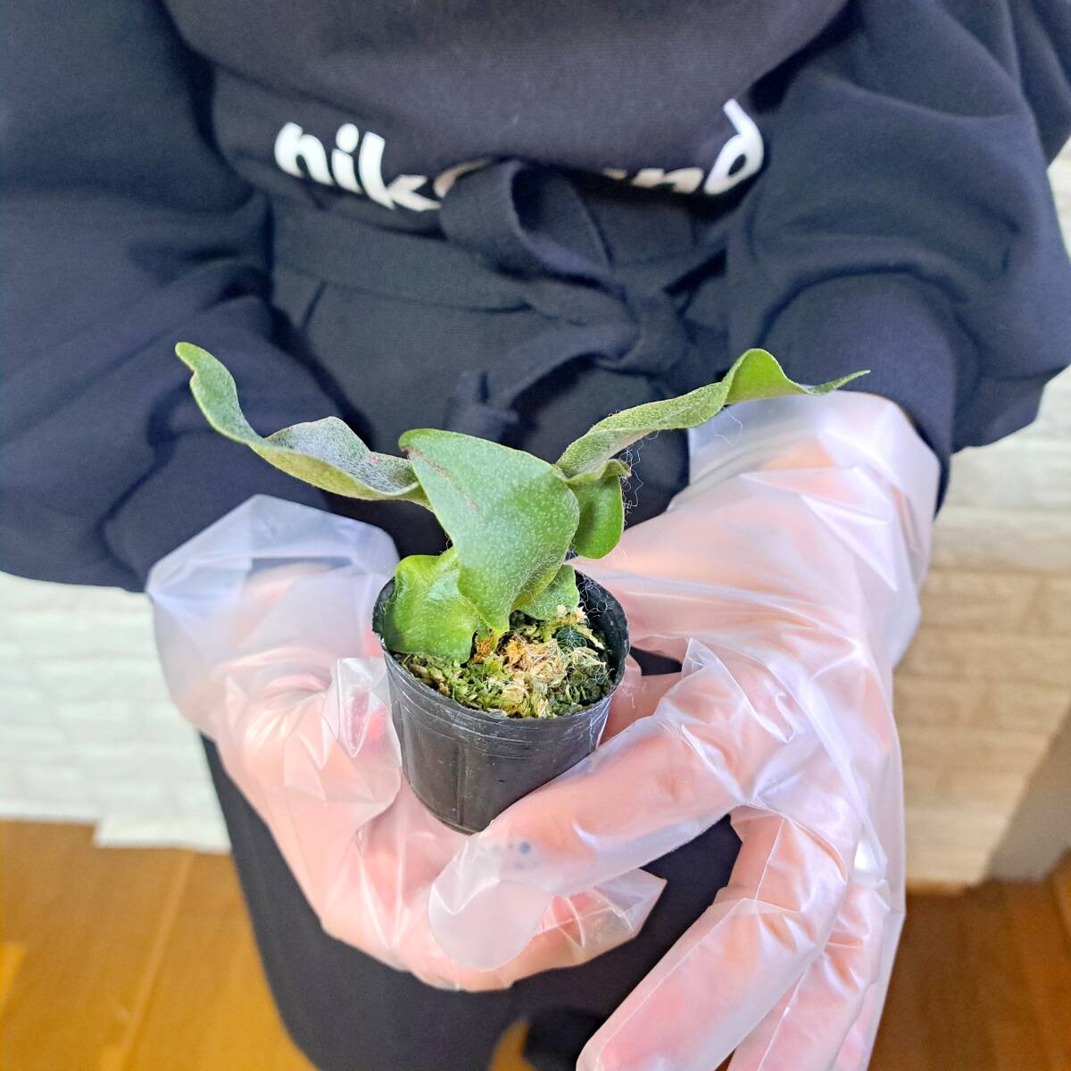 ☆台湾輸入株☆104 ビカクシダ 植物☆Platycerium FSQ 'White Windmill