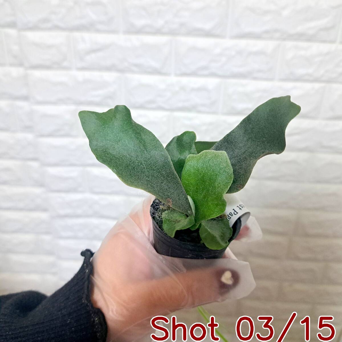 ☆台湾輸入株☆104 ビカクシダ 植物☆Platycerium FSQ 'White Windmill
