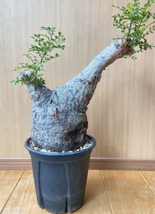 オペルクリカリア パキプスのYahoo!オークション(旧ヤフオク!)の相場
