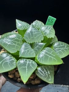 抜き苗の値段と価格推移は？｜6291件の売買データから抜き苗の価値が