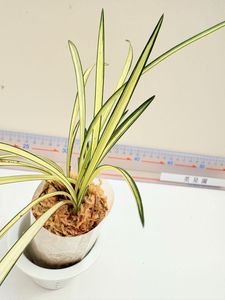 春蘭 日本春蘭のYahoo!オークション(旧ヤフオク!)の相場・価格を見る