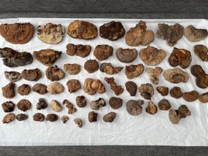 サルノコシカケの値段と価格推移は？｜10件の売買データから