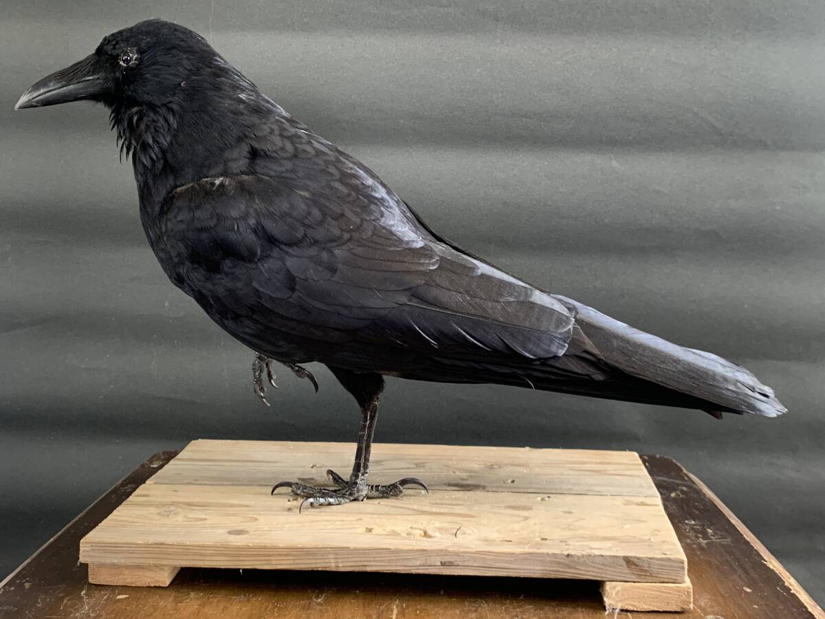 剥製　鳥 鳥 剥製の値段と価格推移は？｜8件の売買データから鳥 剥製の価値が