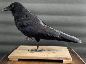 鳥 剥製の値段と価格推移は？｜8件の売買データから鳥 剥製の価値が