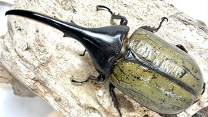 Yahoo!オークション(旧ヤフオク!)のペット、生き物 ヘラクレス