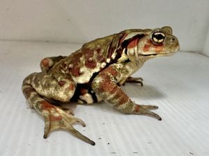 ガマガエルの値段と価格推移は？｜42件の売買データからガマガエルの