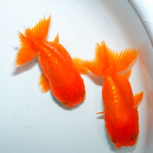 ドラゴンスケールらんちゅうのYahoo!オークション(旧ヤフオク!)の相場