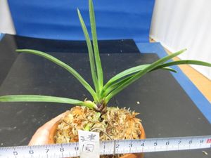 建国殿縞の値段と価格推移は？｜24件の売買データから建国殿縞の価値が