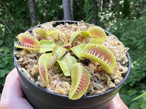 食虫 植物の値段と価格推移は？｜3706件の売買データから食虫 植物の