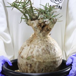 Yahoo!オークション(旧ヤフオク!)の観葉植物の相場・価格を見る｜Yahoo