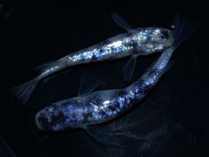 和墨星ラメの値段と価格推移は？｜449件の売買データから和墨星ラメの 