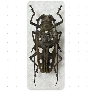 シロスジカミキリの値段と価格推移は？｜35件の売買データからシロスジ
