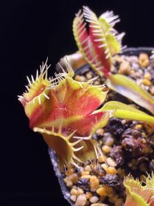 食虫植物 ハエトリソウ Carnivoria AR Werewolf メルカリ便 Carnivoriaの値段と価格推移は？｜108件の売買データからCarnivoriaの